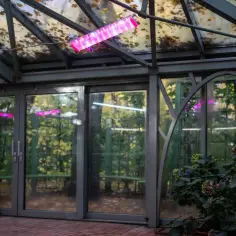 Wnętrze ogrodu zimowego z przeszklonym dachem, na którym widać jesienne liście. W środku kwitną hortensje, a nad nimi wiszą różowe lampy doświetlające rośliny.