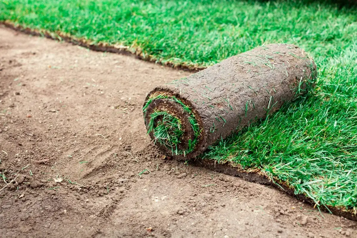 Gotowa trawa z rolki, idealna na Twój ogród. Sprawdź atrakcyjną trawa z rolki cena za m2.